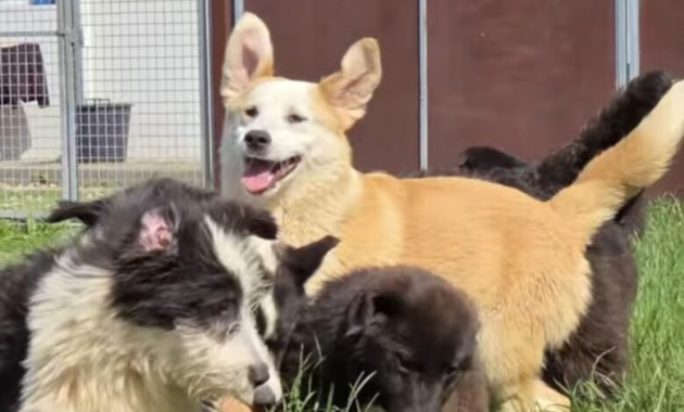 Copiii sunt aşteptaţi luni şi la Adăpostul Public Canin