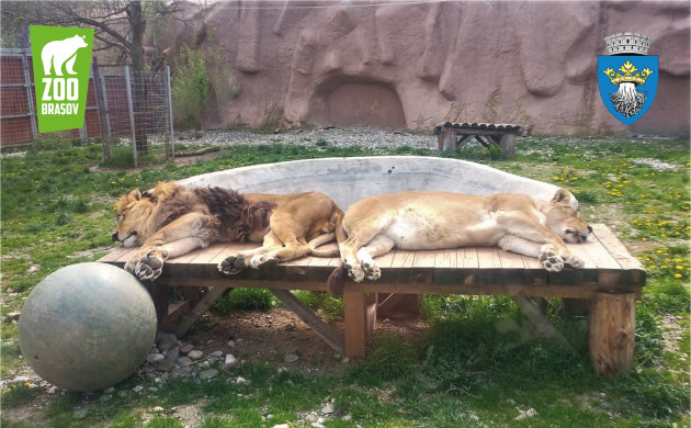 Azi, la Zoo Brașov: ziua celor care sunt pe cale de dispariție