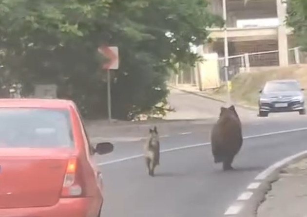 Un urs și-un câine, la întrecere. Printre șoferi, către Poiana Brașov