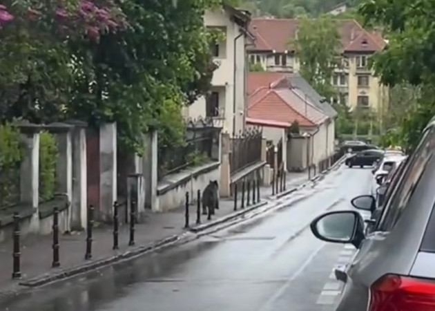 Urs la cros prin centrul Braşovului. „Probabil că oamenii au pus presiune pe el, l-or fi claxonat”