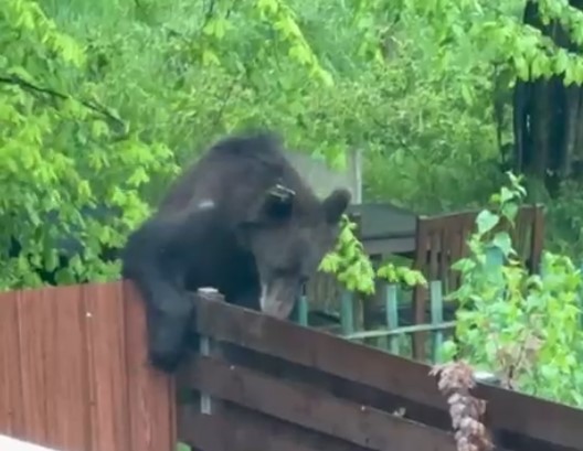 „Hoţi cu blană” prin Noua-Dârste