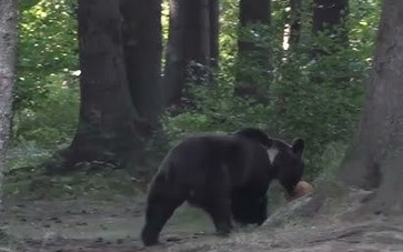 Alertă de urs, sub Tâmpa