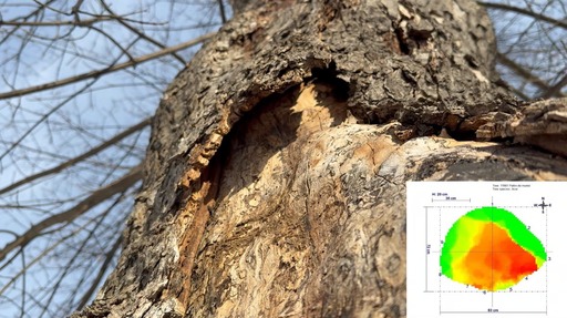Inventarul din 2026: 230 de arbori periculoşi, diagnosticarea continuă