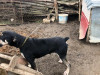 Se pregăteşte o nouă lege: Câinele nu poate fi legat mai mult de două ore într-o zi