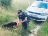 IPJ Braşov: Aveţi grijă de animale. „Un bol cu apă proaspătă, un loc umbros şi puţină atenţie pot face o mare diferenţă”
