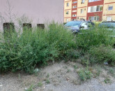 Avertismentul „Ambrozia” de la DJM Braşov pentru proprietarii de terenuri 