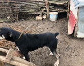 Se pregăteşte o nouă lege: Câinele nu poate fi legat mai mult de două ore într-o zi