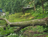 Copacii de sub Tâmpa, soluţia imposibilă: „să tăiem toţi arborii”