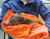 Un pui de urs, aproape mort de foame. Prins pe Tâmpa, avea jumătate din greutatea normală 