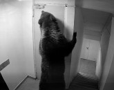10 ani, 400kg: Al 4-lea urs extras din municipiul Braşov, cel filmat în hotel