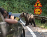 Primăriile pot împuşca urşii, dar nu oriunde  