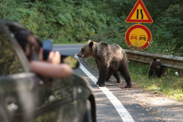 Primăriile pot împuşca urşii, dar nu oriunde  