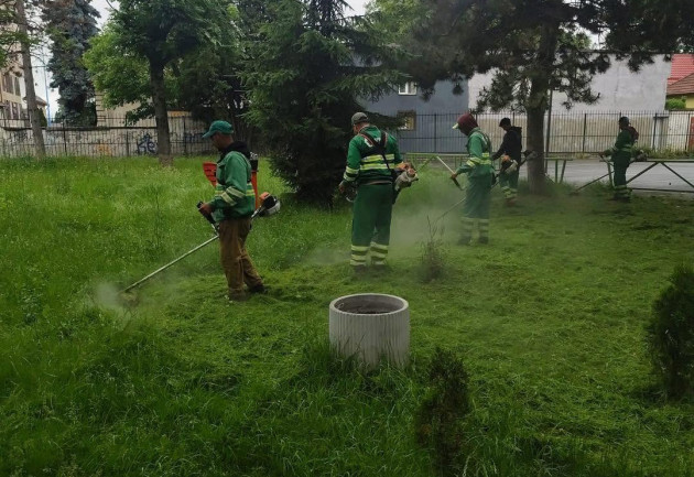 Zeci de cosaşi în zonele verzi din municipiul Braşov 