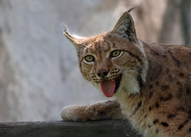 Zoo Braşov îl aniversează pe cel mai... „zâmbăreţ” animal 
