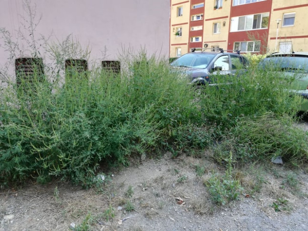 Avertismentul „Ambrozia” de la DJM Braşov pentru proprietarii de terenuri 