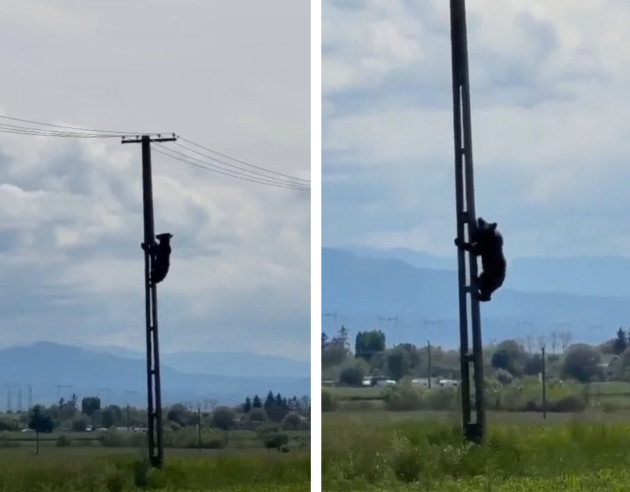 Braşovul, iar ieşit din tipar: Ursul alpinist 