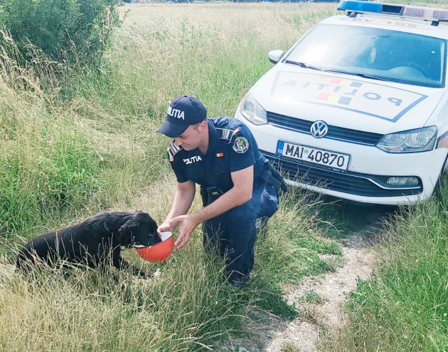 IPJ Braşov: Aveţi grijă de animale. „Un bol cu apă proaspătă, un loc umbros şi puţină atenţie pot face o mare diferenţă”