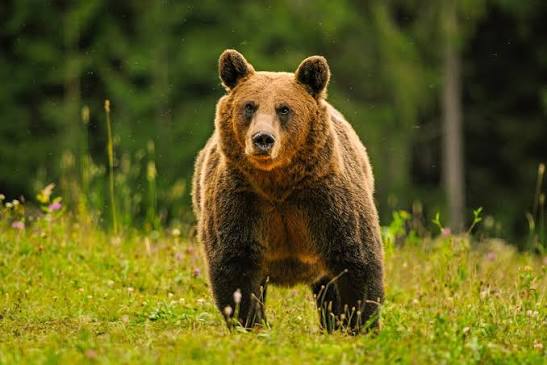 România şi Slovacia au cerut o flexibilizare a gestionării populaţiilor de urs brun