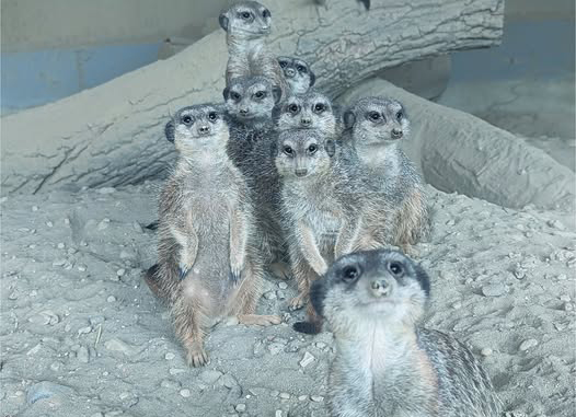 Suricatele de la Zoo Braşov, „vedetele” zilei de astăzi