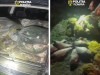 Găsiţi cu 230 de kilograme crap în portbagaj