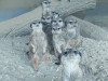 Suricatele de la Zoo Braşov, „vedetele” zilei de astăzi