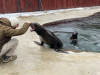 Grădina Zoologică Braşov va avea surse proprii de apă pentru animale 