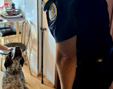 Ca la violență domestică, sub monitorizare: Brașoveanul care și-a bătut câinele, vizitat iar de Poliție