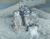 Suricatele de la Zoo Braşov, „vedetele” zilei de astăzi