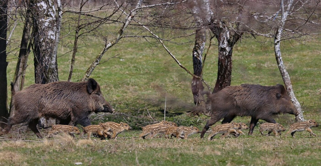 Seară de vânătoare pe străzile Braşovului: mistreţ împuşcat, goană după vulpi