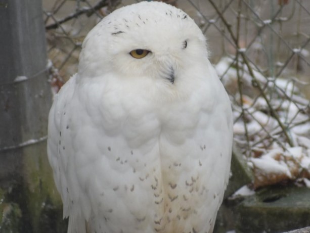 Azi e ziua Bufniţei, la Braşov e sărbătorit „Ookpik”