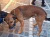 Şi câinii simt canicula. Cum putem să îi ajutăm: Sfaturile unui medic veterinar 