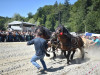 Râșnov: Festivalul Național Ecvestru, mutat în altă vale