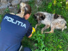 3 tineri au vrut să omoare un câine. Primul drum, la Psihiatrie