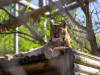 I-aţi văzut pe noii locatari de la Zoo Braşov? 