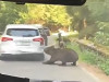 O ursoaică a smuls bara din spate a unei maşini pe Transfăgărăşan