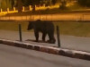 Al 13-lea urs eliminat din din Brașov. Exemplarul a fost împușcat în Poiana Brașov 