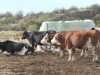 APIA, ajutoare de stat de peste 49 de milioane de lei pentru crescătorii de animale