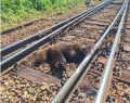 Urs omorât de tren în apropiere de Gara Dârste