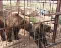Urşii din Dâmboviţa au ajuns la Braşov