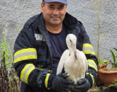 Pui de barză salvat de pe stâlp, la Apața. „Pentru el, o șansă la viață”
