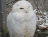 Azi e ziua Bufniţei, la Braşov e sărbătorit „Ookpik”