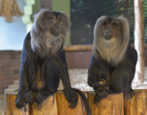 Distracţie astăzi, la Zoo Braşov: Cele mai agitate şi jucăuşe exemplare vor fi sărbătorite cu delicii culinare