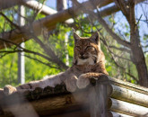 I-aţi văzut pe noii locatari de la Zoo Braşov? 