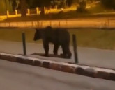 Al 13-lea urs eliminat din din Brașov. Exemplarul a fost împușcat în Poiana Brașov 