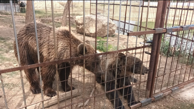 Urşii din Dâmboviţa au ajuns la Braşov