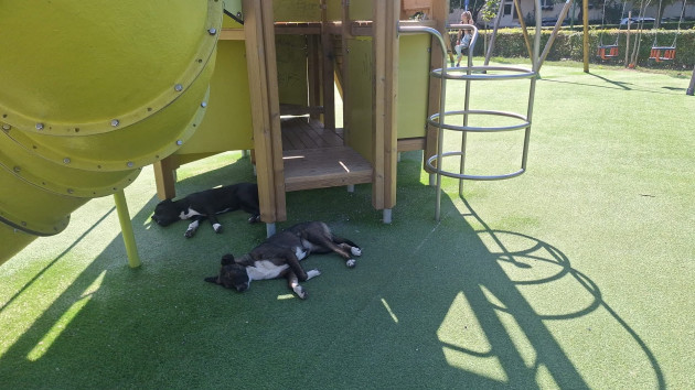 Doi maidanezi au băgat spaima-n braşovenii care se relaxau în Parcul Trandafirilor