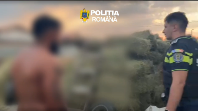 „Lăcustele” din țigănie. Au golit un câmp din Bod de sute de baloți de lucernă, prada găsită la Sânpetru: „le-am cumpărat”