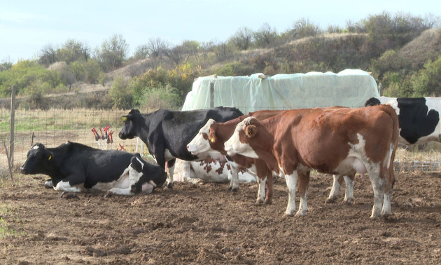 APIA, ajutoare de stat de peste 49 de milioane de lei pentru crescătorii de animale