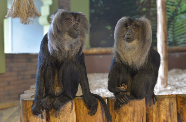 Distracţie astăzi, la Zoo Braşov: Cele mai agitate şi jucăuşe exemplare vor fi sărbătorite cu delicii culinare