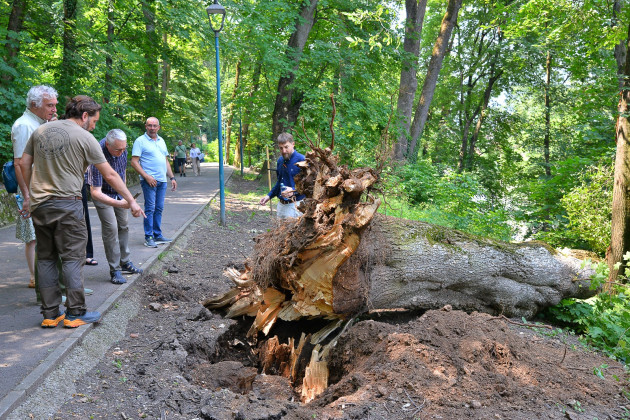 Arborii periculoşi din Braşov, în evaluare 
